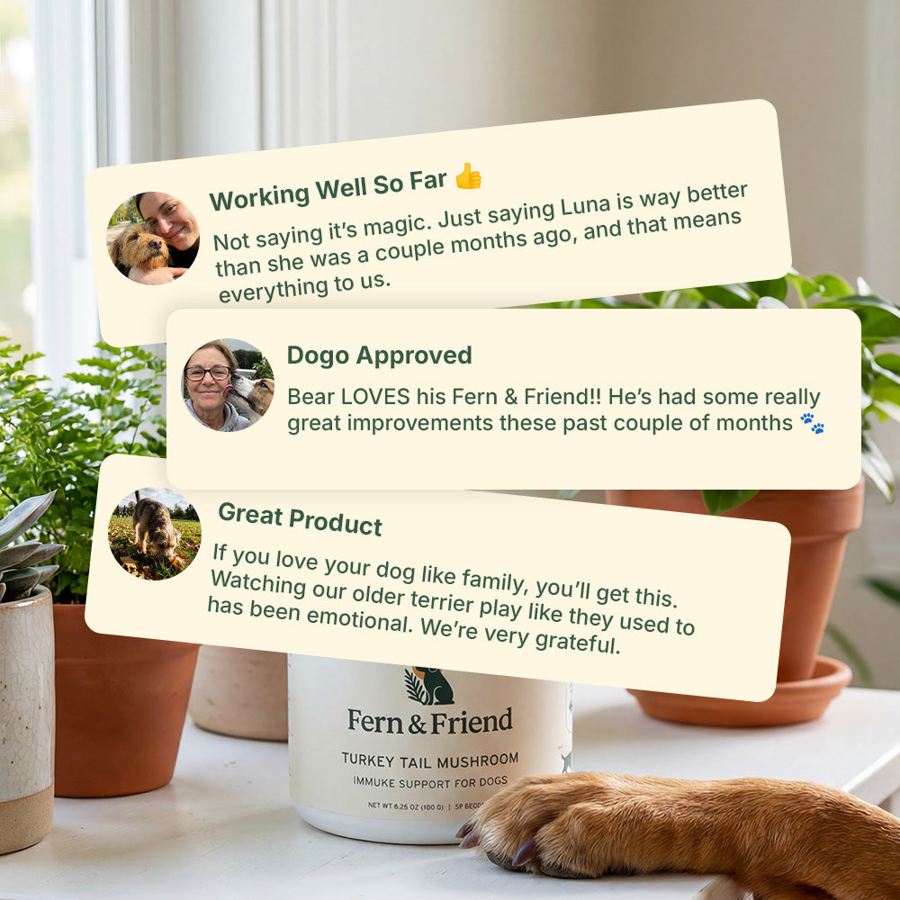 Turkey Tail Supplement For Dogs