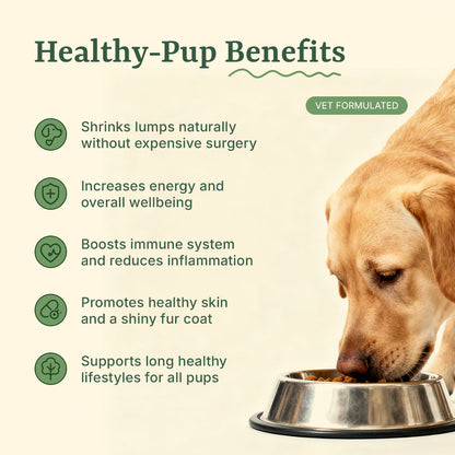 Turkey Tail Supplement For Dogs